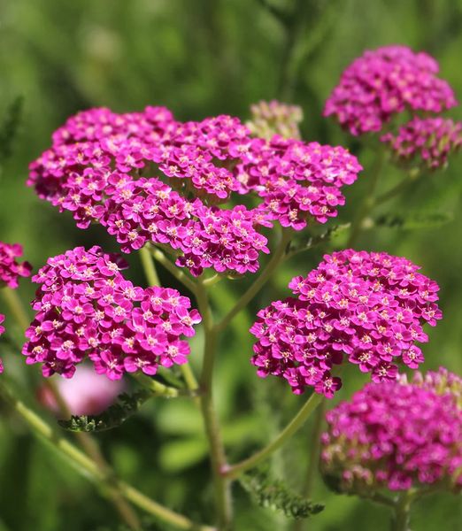 Achillea millefolium 'Cerise Queen'